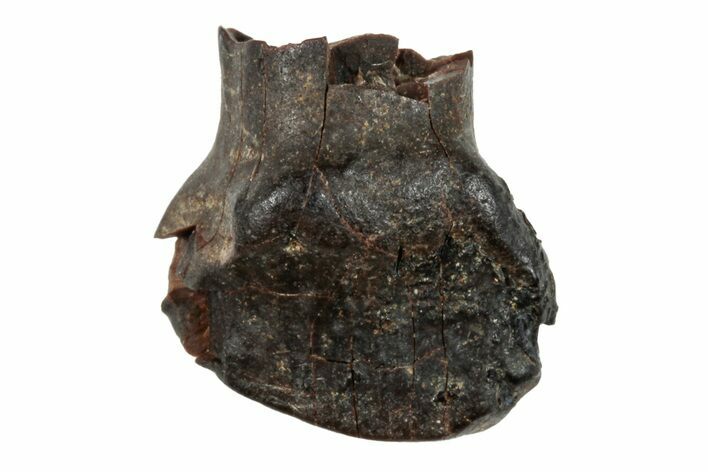 Fossil Nodosaur Tooth - Judith River Formation #260320